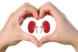 kidneys